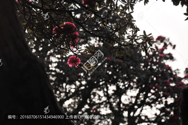 永德大雪山,杜鵑花