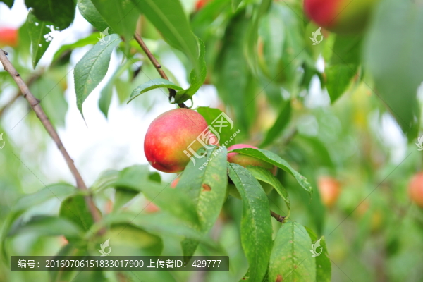 油桃,桃樹(shù),桃子