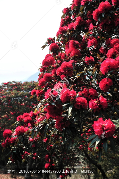 永德大雪山,杜鵑花