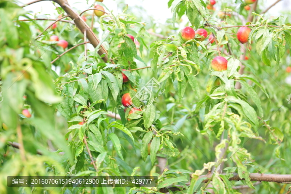 桃子種植,桃樹,桃園