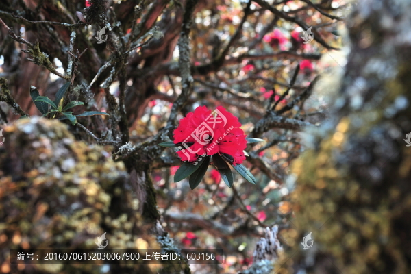 永德大雪山,杜鵑花
