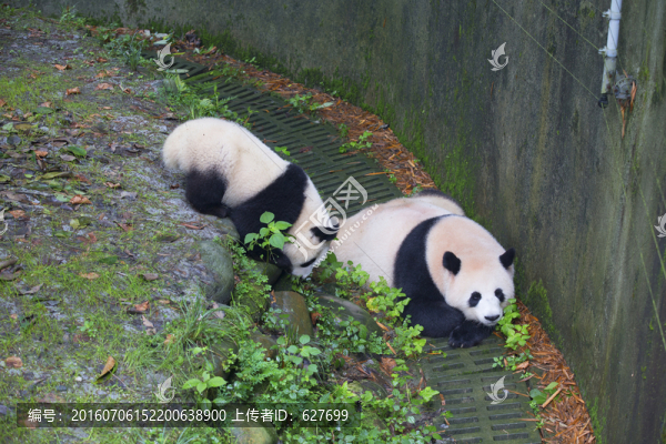 大熊貓