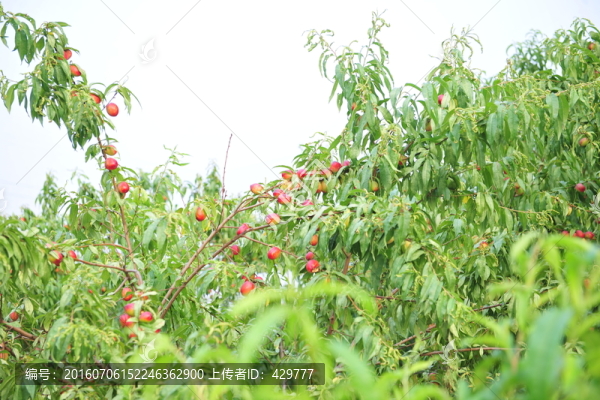 桃園,果園,果樹(shù)
