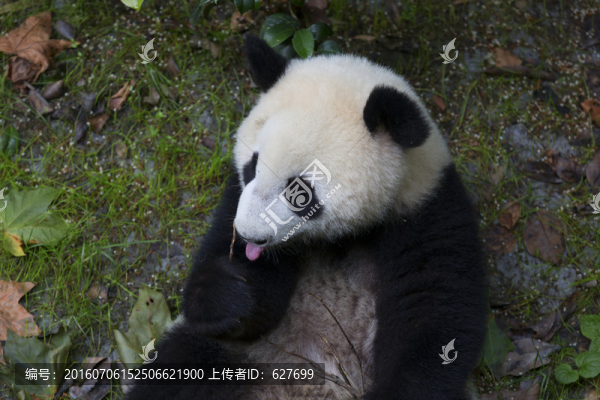 大熊貓