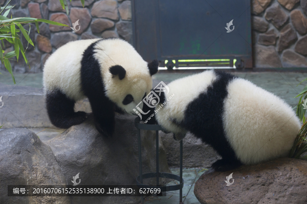 大熊貓