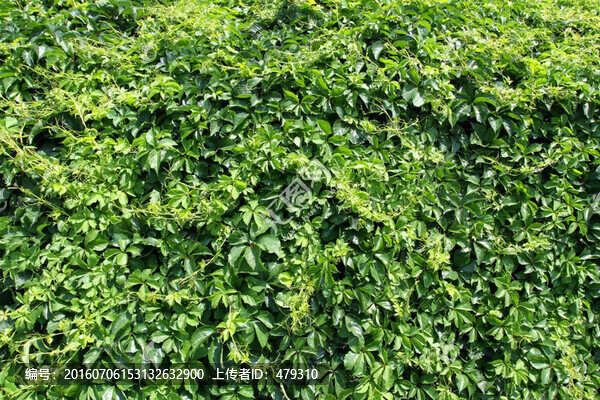 爬山虎,爬墻虎,植物,樹葉