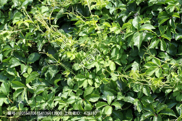 爬山虎,爬墻虎,植物,樹葉