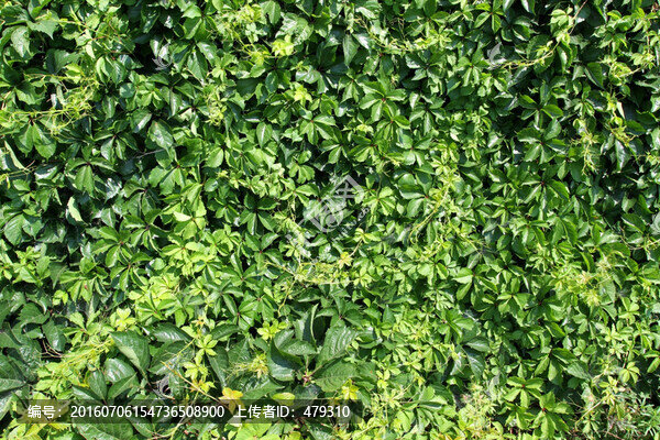 爬山虎,爬墻虎,植物,樹葉