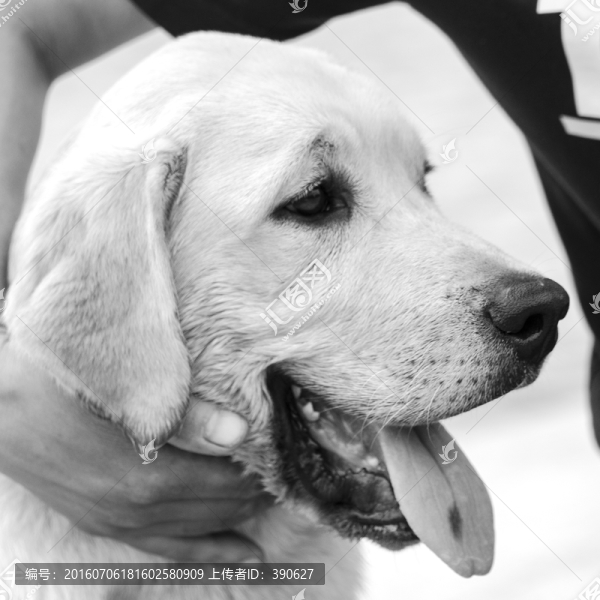 拉布拉多犬,黑白照片