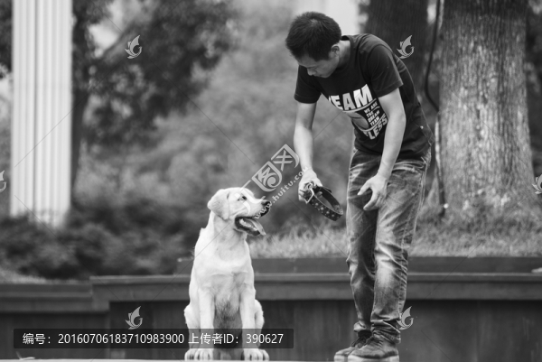 馴狗,拉布拉多犬