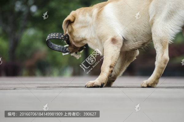 拉布拉多犬,咬住,咬狗圈