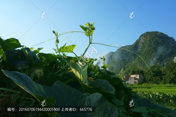 南瓜苗