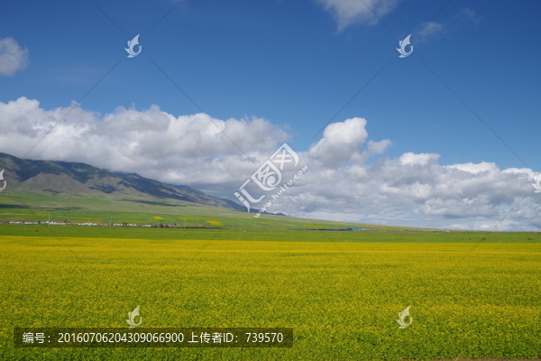 油菜花地