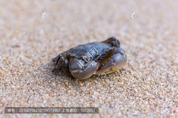 沙灘螃蟹