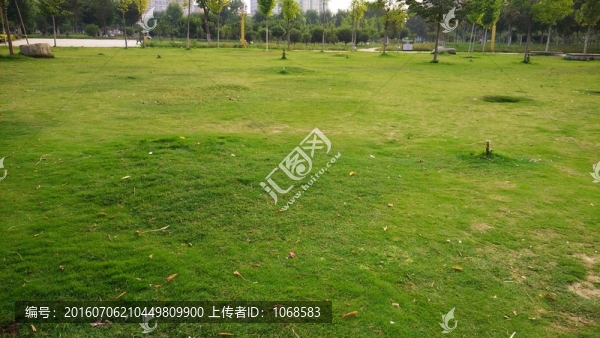綠草地