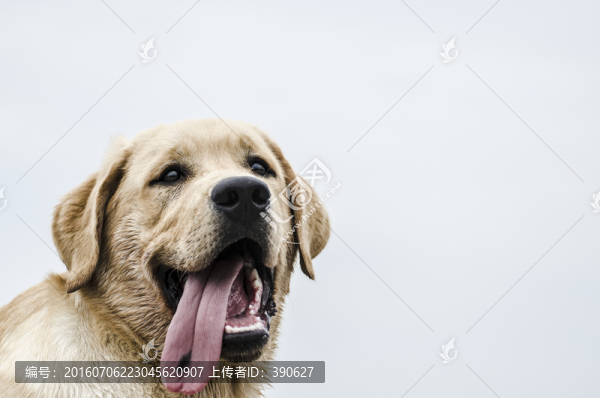 寵物攝影,拉布拉多犬,尋回獵犬