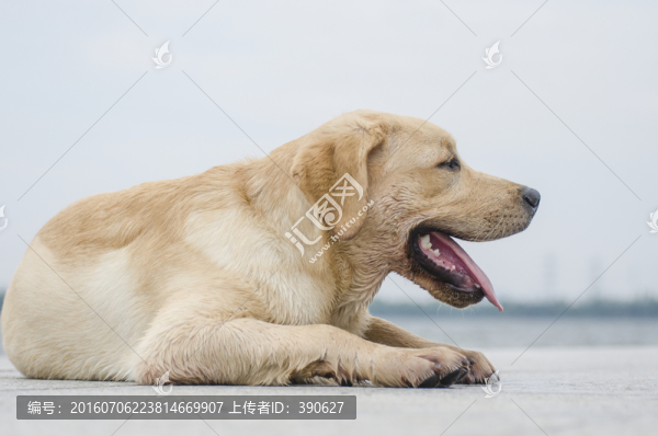 拉布拉多犬,尋回獵犬,寵物攝影