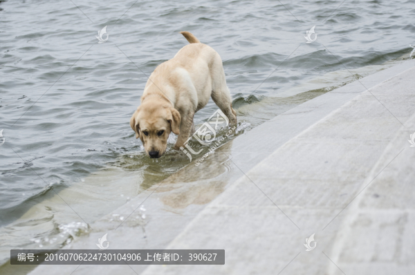 寵物攝影,拉布拉多獵犬,游泳