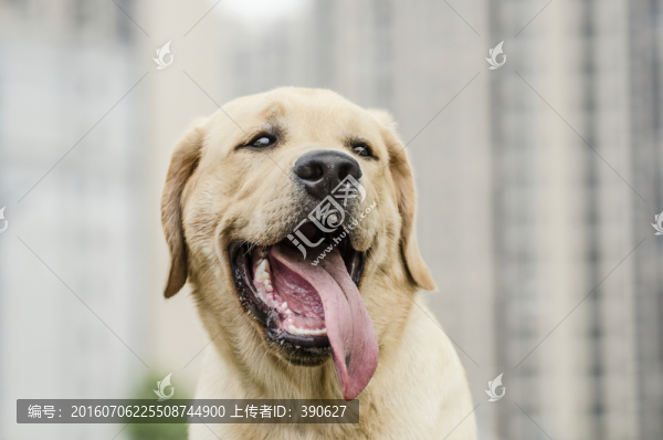 狗,犬,寵物,拉布拉多犬