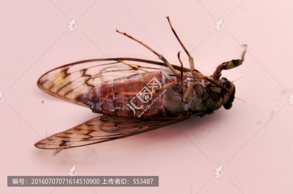 蟬