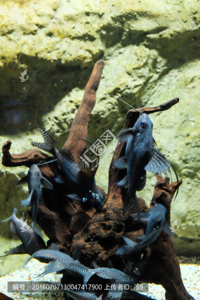 海底世界,海底生物