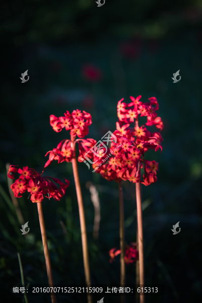 紅色野花,海坨山,花卉