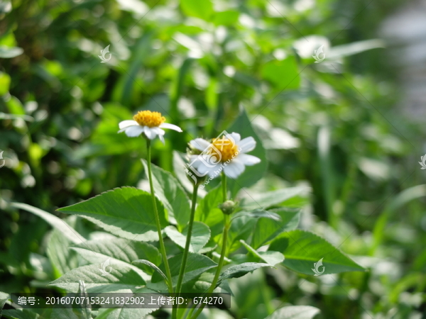 野菊花