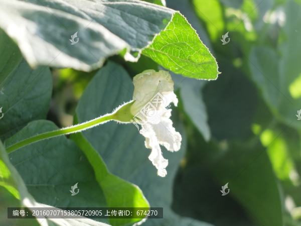 冬瓜花