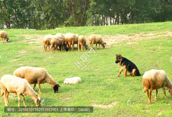 牧羊犬