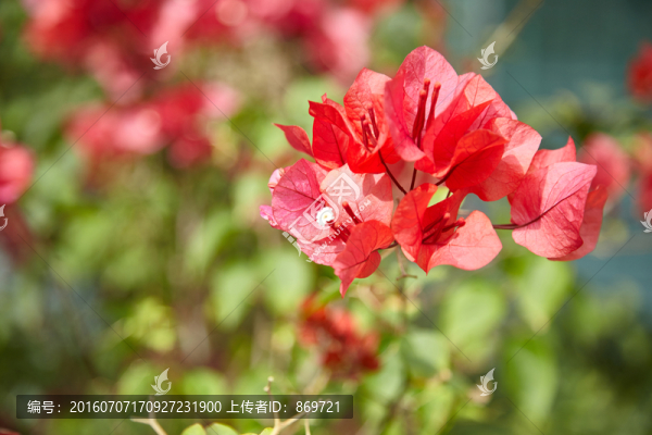 杜鵑花