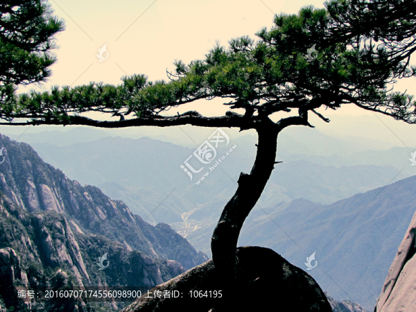 黃山奇松