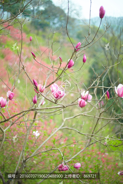 花卉