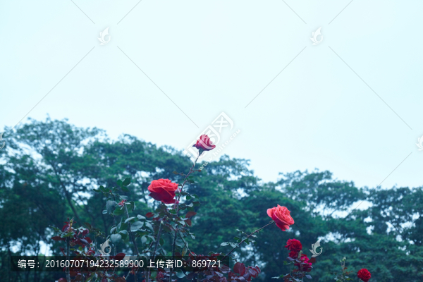 花與樹林