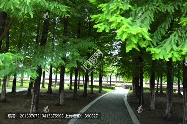 杉樹林,林蔭道,石板路