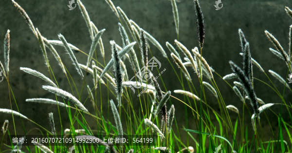 狼尾巴草