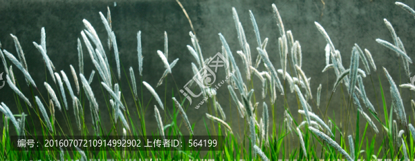 狼尾巴草