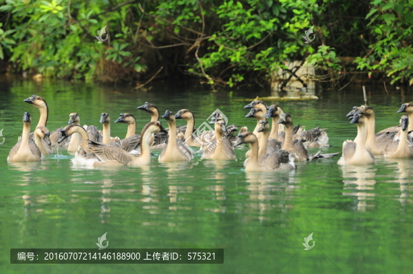 牧鵝