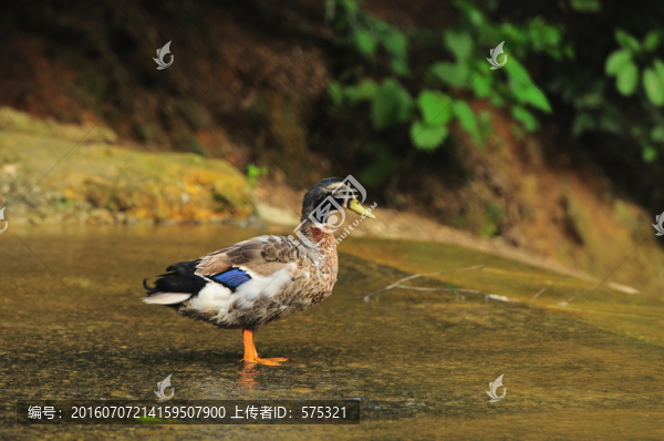 春江水暖鴨先知