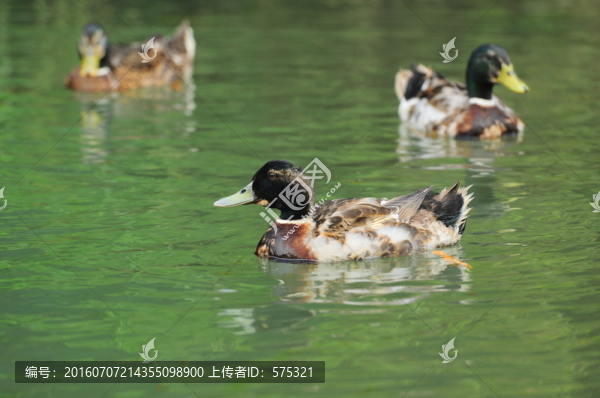 春江水暖鴨先知