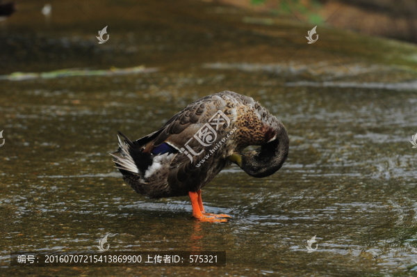 鴨子