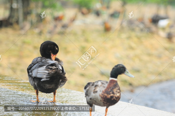 水鴨