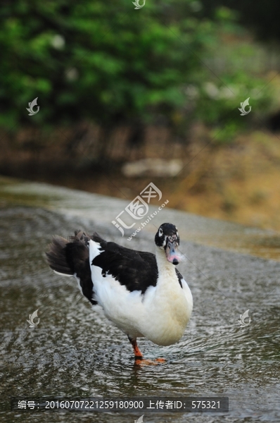 水鴨