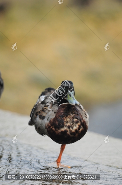 水鴨