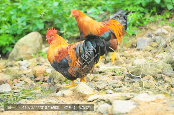 散養(yǎng)腌雞