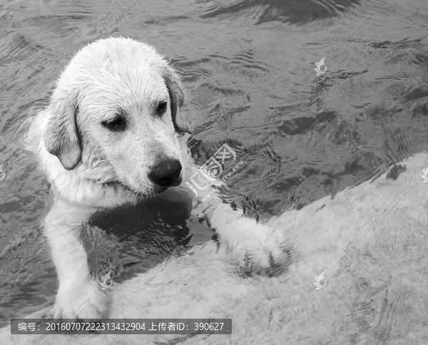 拉布拉多犬,尋回獵犬