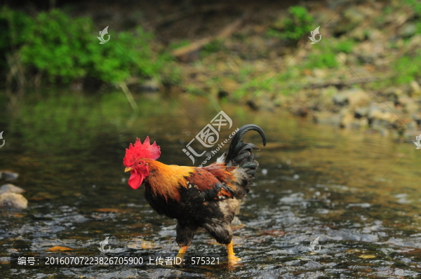 紅公雞