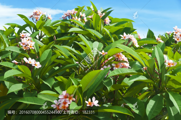 雞蛋花樹冠