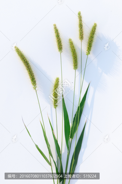 狗尾草