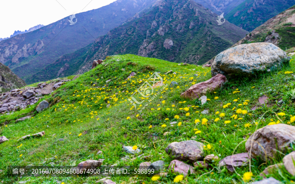 陽(yáng)光草地