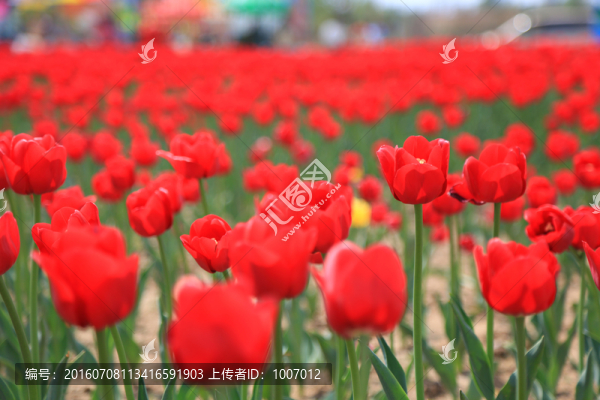 紅富貴